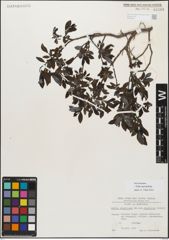 Foto von Salix myrsinifolia Salisb.
